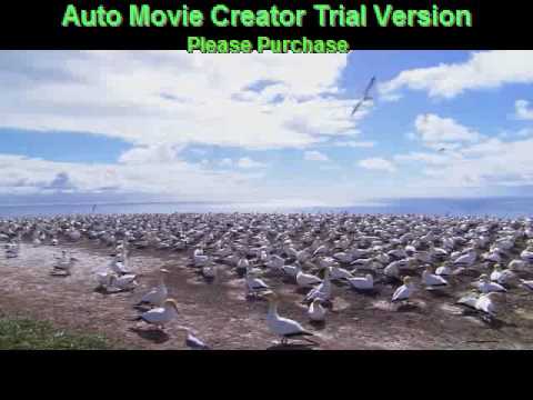 Please Don't Leave me - Phase Scarlet - Nick Skitz CD 33