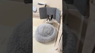 ソワソワして仕方ないフレブル🐶