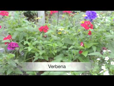 download lagu mp3 mp4 Lantana Lucky Series, download lagu Lantana Lucky Series gratis, unduh video klip Lantana Lucky Series