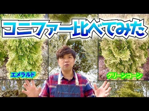 コニファー比べてみた！！