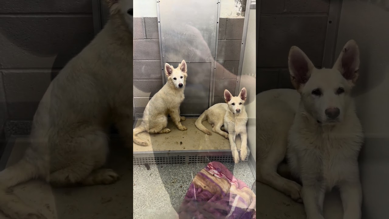 Kane, a ADOPTABLE German Shepherd Dog in Phoenix, AZ video 1/4