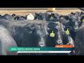 Heat: Cattle Deaths Rising, Producers Dealing with Losses and Carcasses