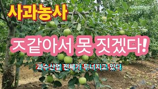 사과농사 ㅈ같아서 못 짓겠다/이대로 계속되면 과수산업 전체가 폭망한다
