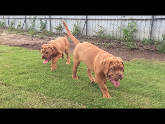 Dogue de Bordeaux puppy for sale