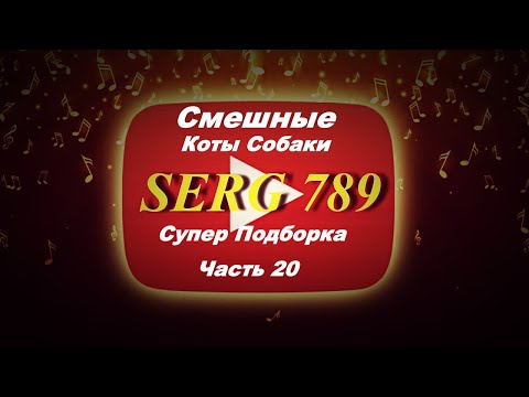 🔴 ☝Смешные Коты Собаки (Часть 20) ✅ 🙂 👍