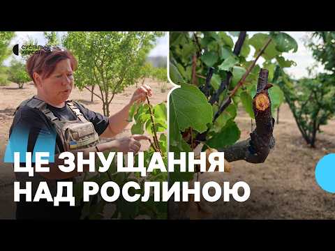 Гибнут из-за непрофессиональной обрезки: в парке Херсона повреждено 2,5 тыс. деревьев