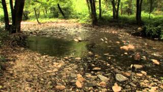 Dax Riggs - I Hear Satan Video