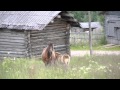 Усть Цильма Это вся наша компанья весела 