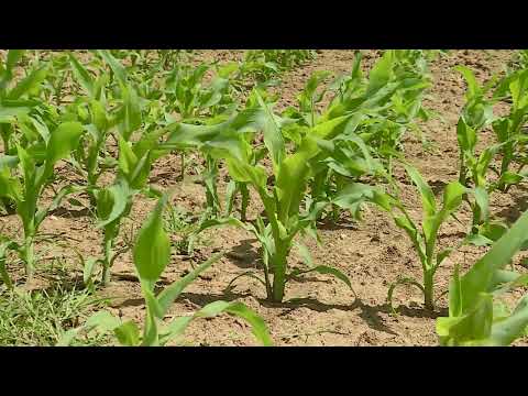 Stanje useva u opštini Šid