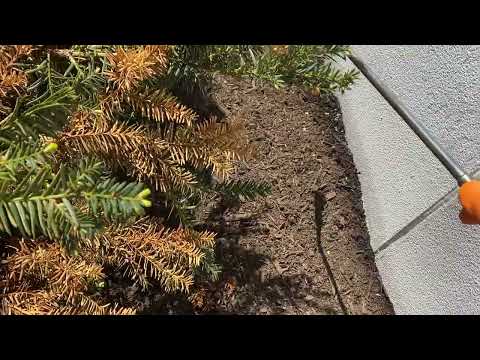 The Mulch Bed is Harboring the Ants in Gladstone, NJ