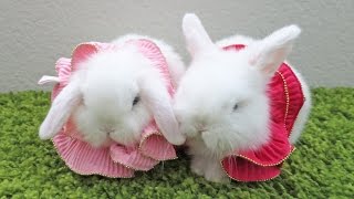 Baby Bunny Lovers Dress Up &amp; Kiss!