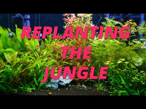 Ep.11 –REPLANTING THE JUNGLE – DUTCH STYLE TANK – 175 Liter 46 Gallon Aquascape
