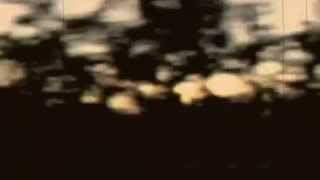 Devandra Banhart - quedate luna