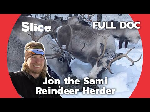 Sob (Rangifer tarandus) — video o chove a starostlivosti