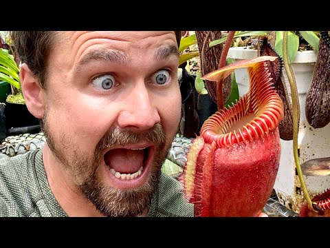 Part 2 - Carnivorous Plants! 2020 Highland Greenhouse Tour