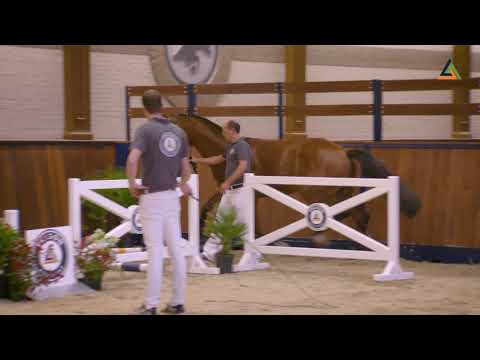 Neverland VDL, stallion by Chacfly