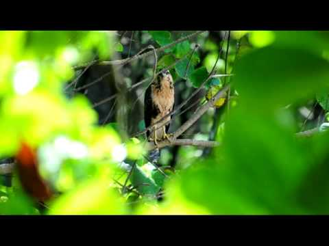 Video: Cangrejero juvenil