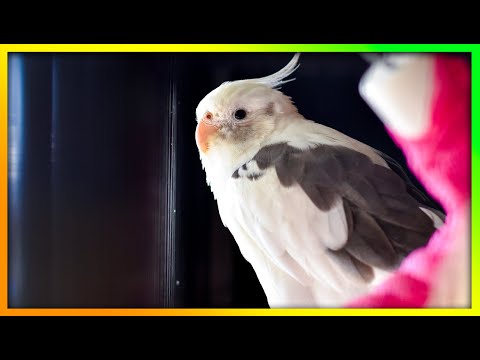 Chill Cockatiel Video | The Bird Sanctuary | 4hrs 30m