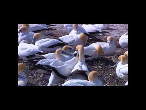 Dopester - Three Months