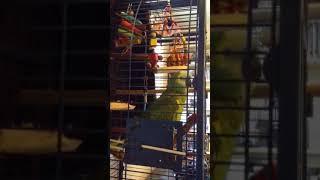 Anakin the parrot sings Seth MacFarlane