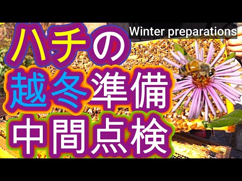 経済学科 晴蜂雨読 No. 68／ミツバチの越冬に向けた準備、その中間点で進み具合をチェック／2025年10月、その2／山崎亮一／日英字幕付／Midway through winter preparetions