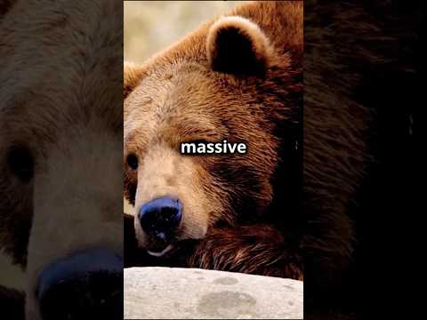Wolverine vs. Grizzly Bear - Ultimate Survival Battle! #wildlife  #grizzlybear  #wolverine   #facts