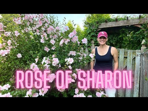 Tips for Growing Rose of Sharon...and Why You Should