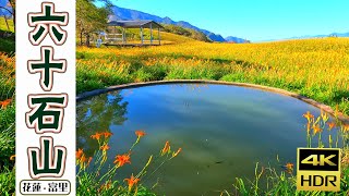 六十石山｜療癒的金針花 ‧ 忘憂的金黃色地毯