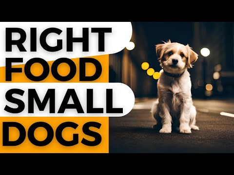 Healthy Food Small Dogs | How to choose the right food for your dog?