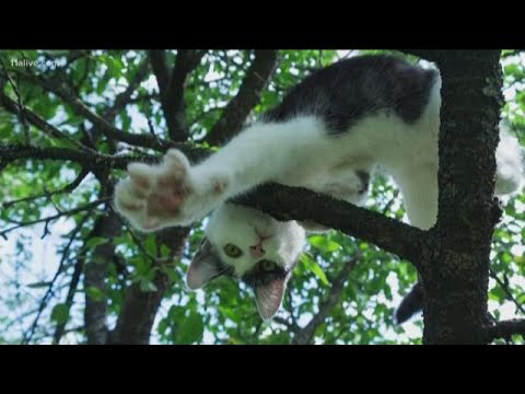 Why can't cats get down from trees?