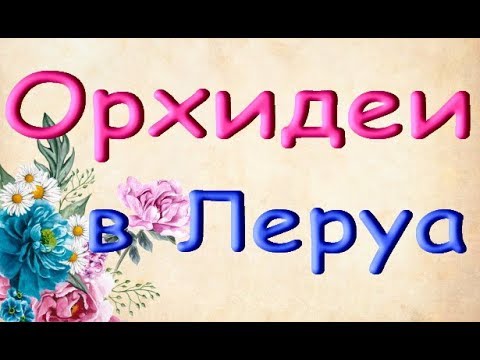 Леруа:ЗАВОЗ прекрасных ОРХИДЕЙ,18.10.19,Самара,ТЦ"Космопорт".