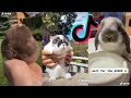 The CUTEST Bunnies on TikTok | Bunny COMPILATION