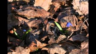 Vibhavari Sesa - Tribhuvanath Das