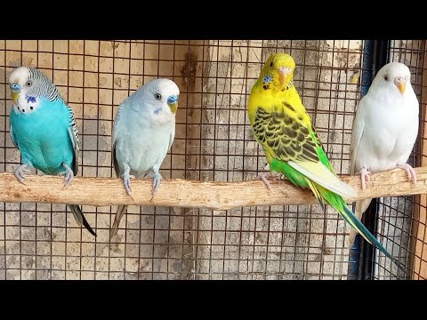 Over 6  hours of Budgies Playing Singing and Talking PLAY THIS VIDEO FOR YOUR SAD BUDGIES