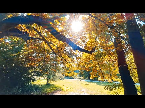 DJI OM 5 CINEMATIC iPhone 12