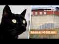 Wat gebeurt er met een huisdier als het baasje de cel in moet?