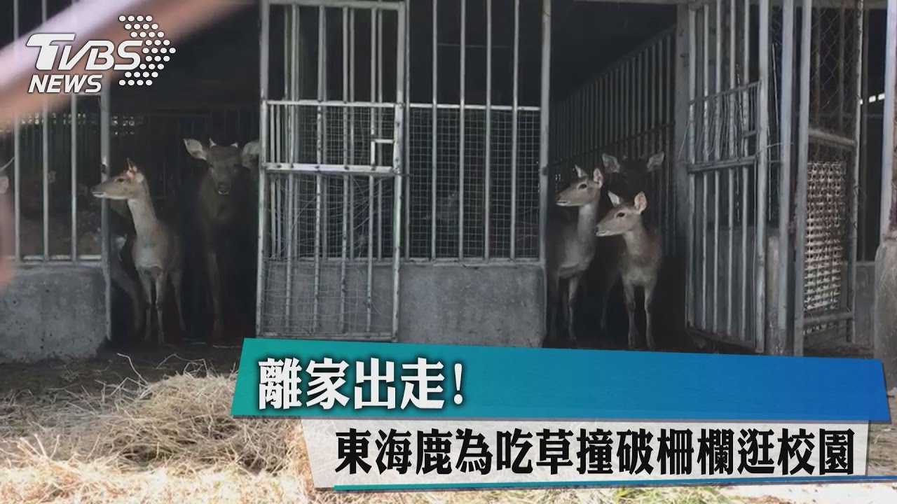 離家出走! 東海鹿為吃草撞破柵欄逛校園