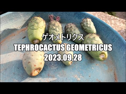 テフロカクタス・アーティキュトゥス