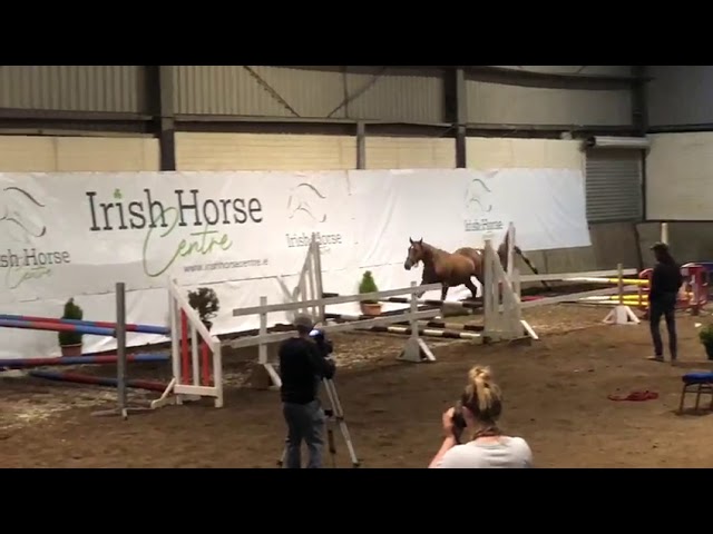 Lot 13 (Loose Jump) Video by owner