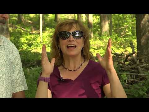 Forest History - Part 2 - Reborn from the Ashes!