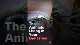 The Animals Living In Your Eyelashes