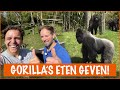 WOW! 15 gorilla's voeren | DierenpraatTV