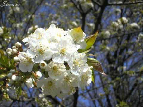 Dečki z bregov - Splet pjesama - Dvije suze skrivene - Zagorje drago moje  - Veselo veselo zagorci