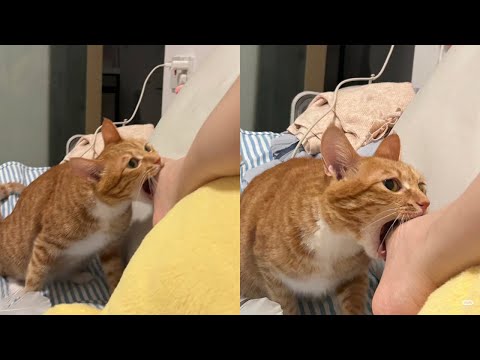 Laughing Out Loud With Hilarious Derpy Cat Moments – Synth Groove #42