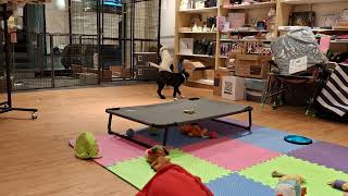 Video preview image #1 Shollie Puppy For Sale in Sebec, ME, USA