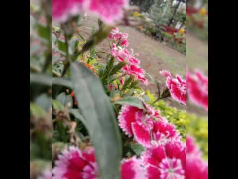 @Alankrita'slifestyle.    Some of my Garden Shorts . must watch #@