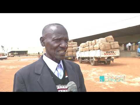 DANGA LANGA ON AUCTION FLOORS - 13TH JUNE 2019