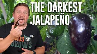 Azabache Brown Jalapeno Review: A Smoky, Gourmet Alternative