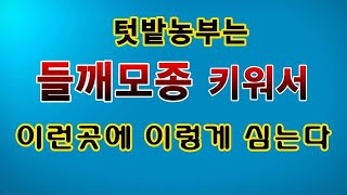 [텃밭농부. 1,143]  직접 키운 들깨모종  이런곳에  이렇게 심는다#들깨모종 #들깨재배