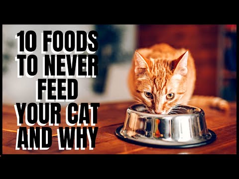10 Foods To Never Feed Your Cat And Why